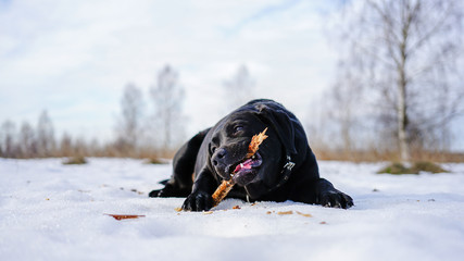 black dog labrador white snow
