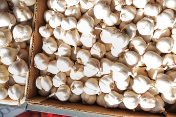 Garlic healthy vegetable