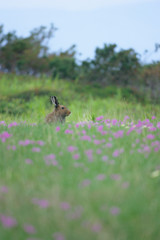 Yuki Usagi rabbit - ユキウサギ