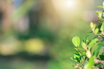 The green leaves with the most beautiful of the blurred background are presented in the morning. It very comfortable and peace when we see.  In addition, the green leaves help us to relax and fresh.