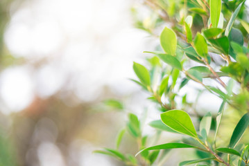 The green leaves with the most beautiful of the blurred background are presented in the morning. It very comfortable and peace when we see.  In addition, the green leaves help us to relax and fresh. © Toy