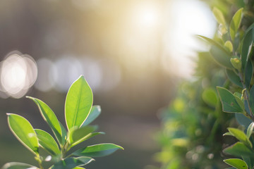 The green leaves with the most beautiful of the blurred background are presented in the morning. It very comfortable and peace when we see.  In addition, the green leaves help us to relax and fresh.
