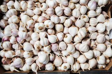 Garlic healthy vegetable