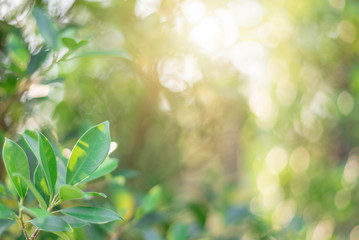 The green leaves with the most beautiful of the blurred background are presented in the morning. It very comfortable and peace when we see.  In addition, the green leaves help us to relax and fresh.