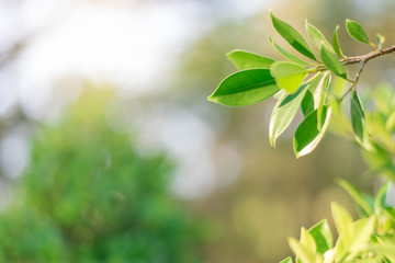 The green leaves with the most beautiful of the blurred background are presented in the morning. It very comfortable and peace when we see.  In addition, the green leaves help us to relax and fresh.