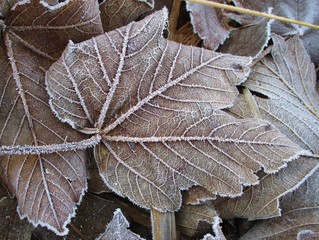 Ahornblatt mit Reif Rauhreif