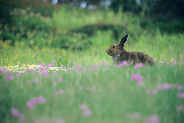 Yuki Usagi rabbit - ユキウサギ