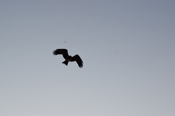 silhouette of an eagle
