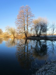 Bäume spiegeln sich im Wasser