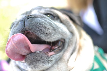 Portrait of an old pug dog looking at camera