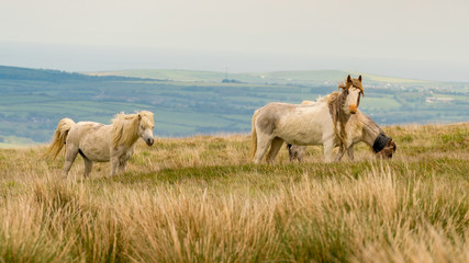 Wild horses on a grey and windy day near Foel Eryr, Clynderwen, Pembrokeshire, Dyfed, Wales, UK