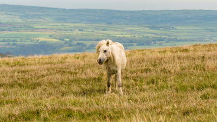 A wild horse on a grey and windy day near Foel Eryr, Clynderwen, Pembrokeshire, Dyfed, Wales, UK