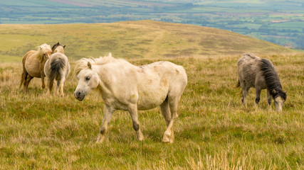Naklejka na ściany i meble Wild horses on a grey and windy day near Foel Eryr, Clynderwen, Pembrokeshire, Dyfed, Wales, UK