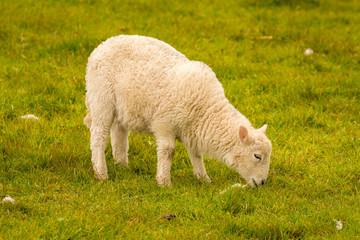 Obraz premium Lamb on a meadow near Foel Eryr, Clynderwen, Pembrokeshire, Dyfed, Wales, UK