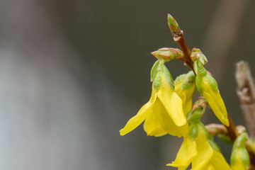 a yellow forsythia blooms