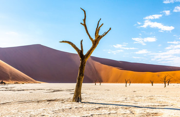 dead tree in the Deadvlei