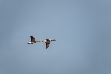 Flying grey geese in spring