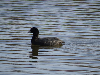 Vogel im See