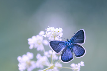 papillon bleu azur
