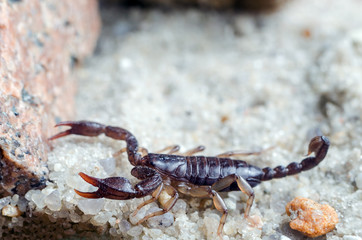 Scorpion creeps on the sand close up