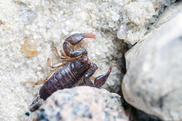 Scorpion creeps on the sand close up