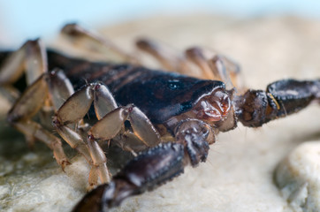 Scorpion sitting on a stone close up