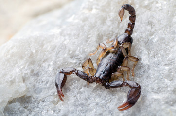 Scorpion sitting on a stone close up