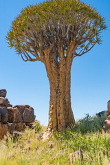 Quiver tree forest at Keetmanshoop