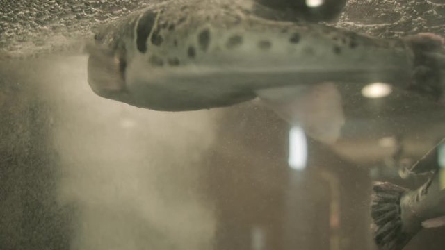 Japanese Tiger Puffer Fish in an Aquarium Tank in a Tokyo Japan Restaurant.