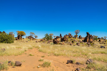 Quiver tree forest at Keetmanshoop