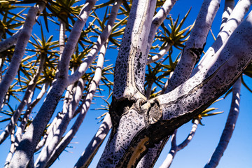 Quiver tree forest at Keetmanshoop