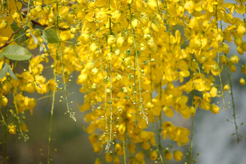 Cassia fistula or golden shower national flower