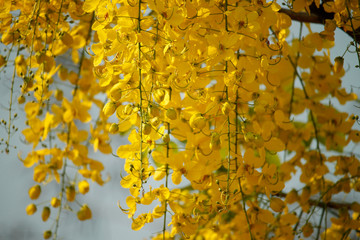 Cassia fistula or golden shower national flower