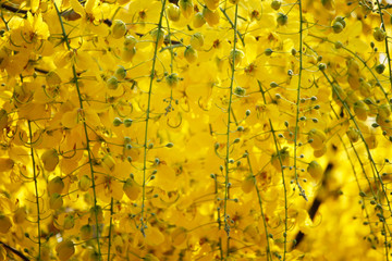 Cassia fistula or golden shower national flower
