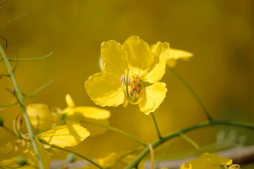 Cassia fistula or golden shower national flower