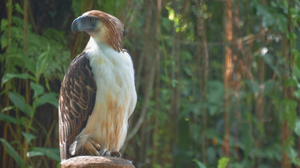 Philippine Eagle, Monkey eating eagle, Malagos, Davao City, Philippines
