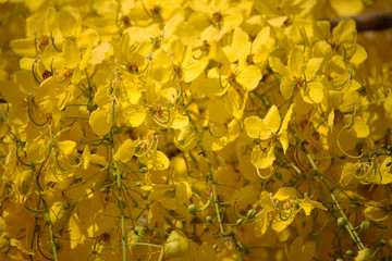 Cassia fistula or golden shower national flower