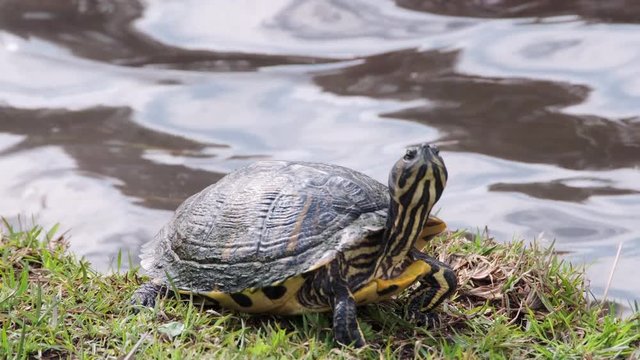 Turtle at waters edge