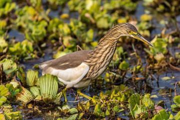 Pond Heron walking in marsh