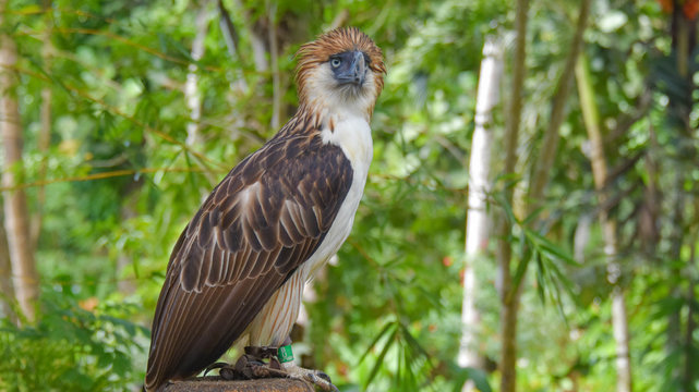 philippine eagle wingspan