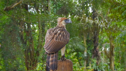 Philippine Eagle, Monkey eating eagle, Malagos, Davao City, Philippines