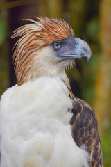 Philippine Eagle, Monkey eating eagle, Malagos, Davao City, Philippines