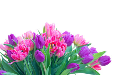 Pink fresh tulips