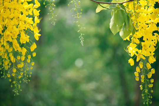 Cassia fistula or golden shower national flower
