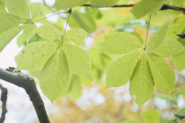 The fairy of Oze and the leaf - 尾瀬湿原の葉の妖精