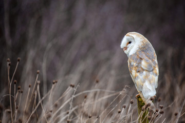 European Barn Owl (Tyto Alba) in completely natural habitat