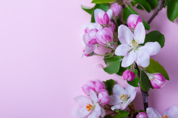 Fototapeta na wymiar Spring tree flowers