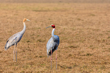 Adult & Juvenile Sarus Crane