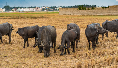 Bull cows eat together the grass together