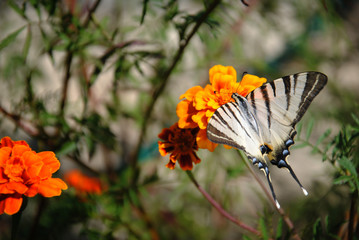 white bkack butterfly on marigold